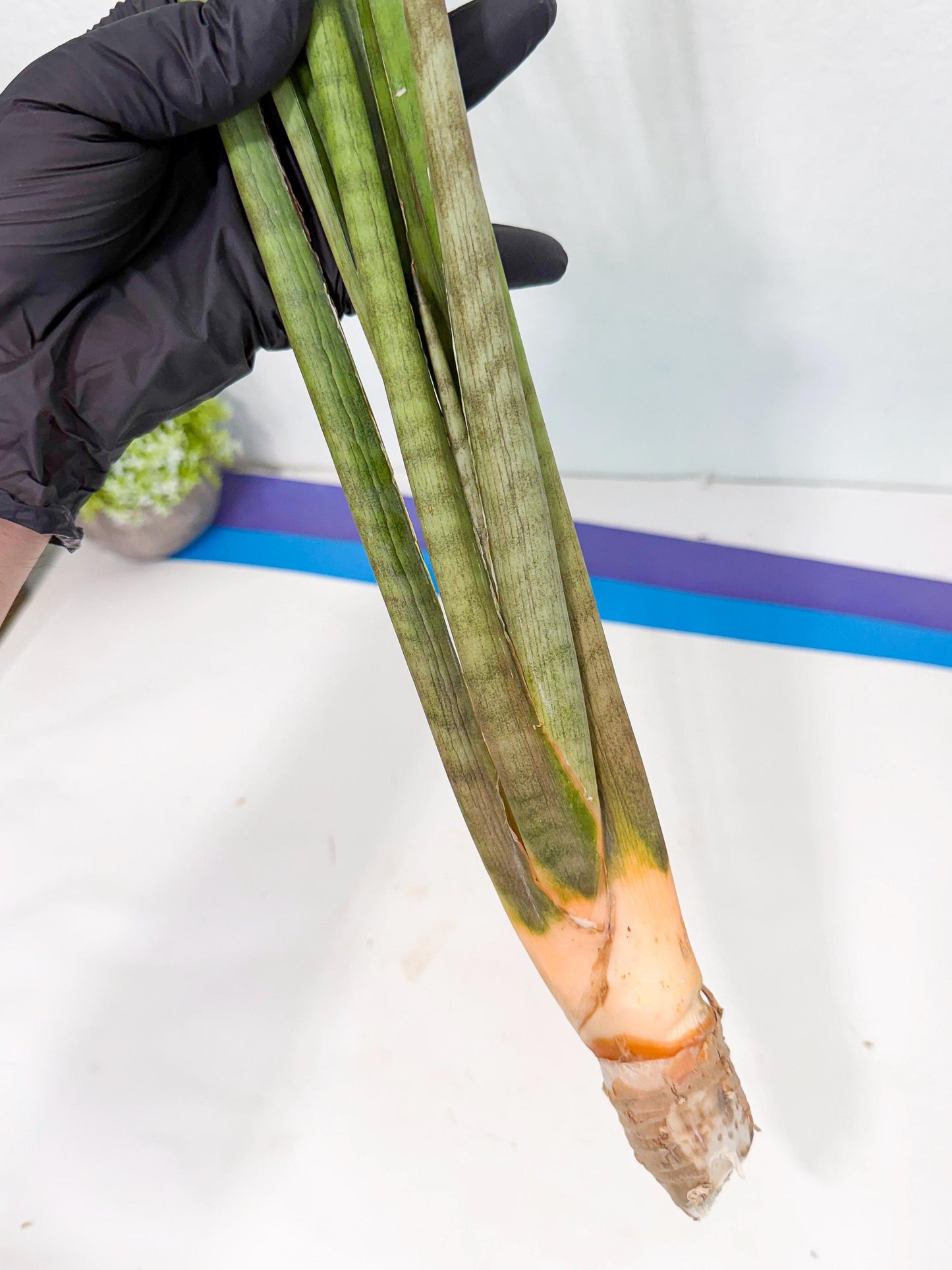 Sansevieria Grin (yg) (8) | Rare Hybrids