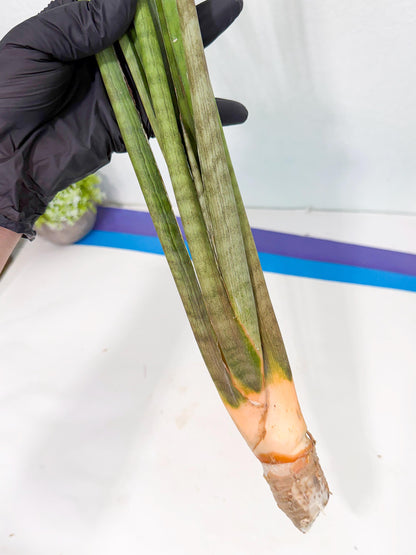 Sansevieria Grin (yg) (8) | Rare Hybrids