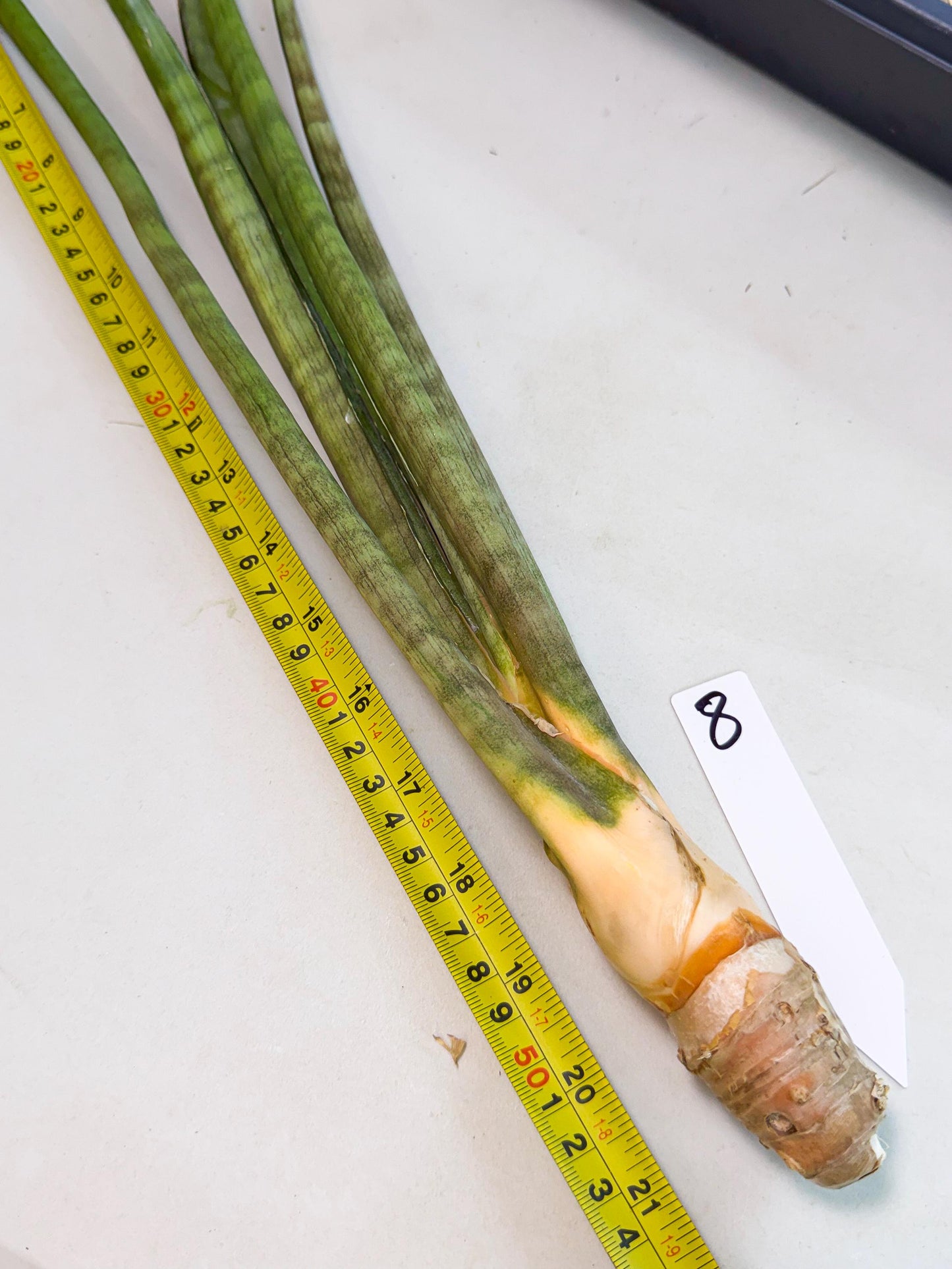 Sansevieria Grin (yg) (8) | Rare Hybrids