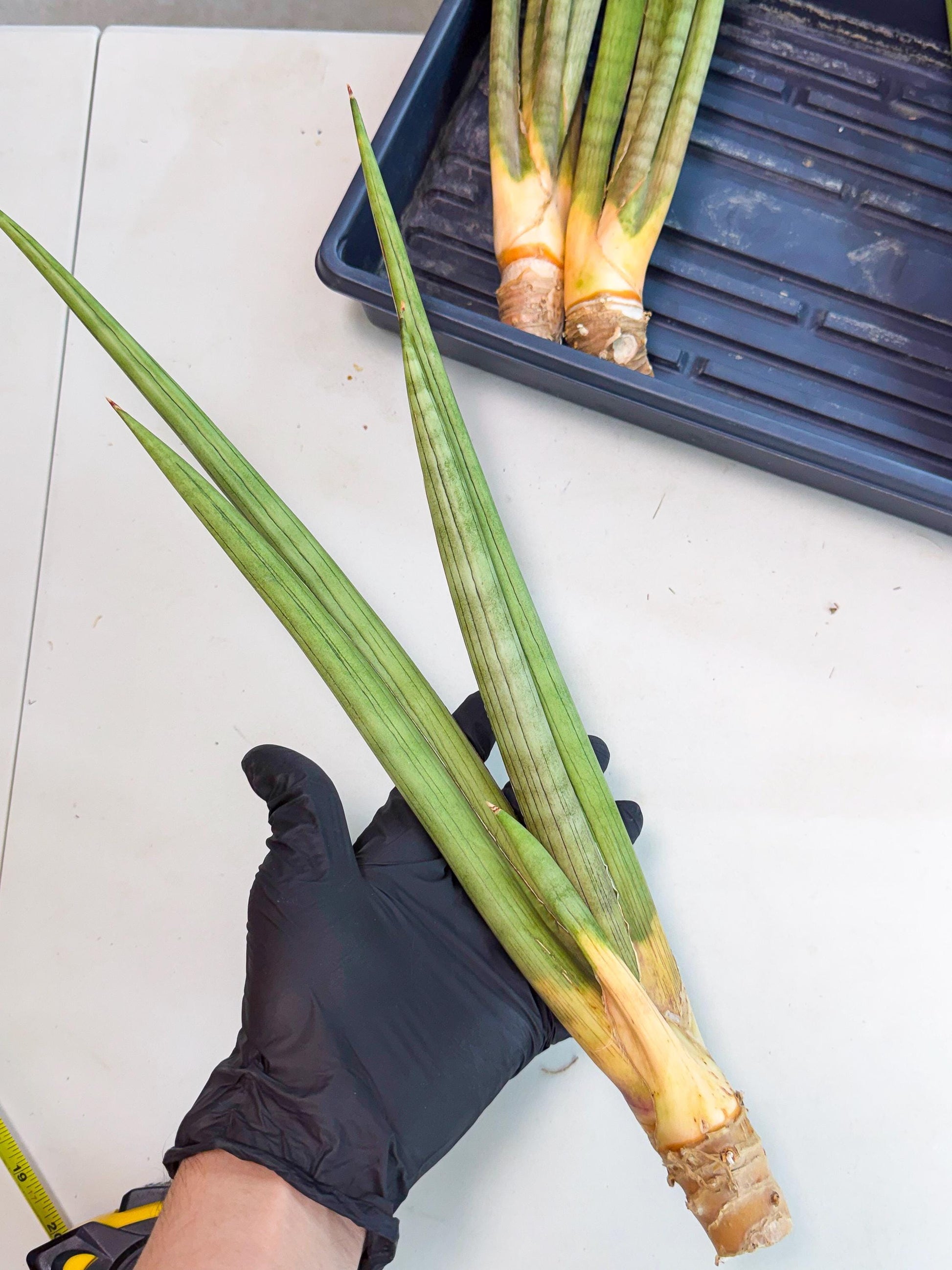 Sansevieria Grin Dabol (yg) (5) | Rare Hybrids