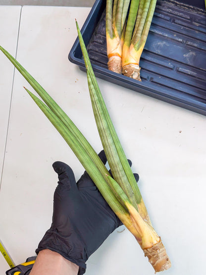 Sansevieria Grin Dabol (yg) (5) | Rare Hybrids