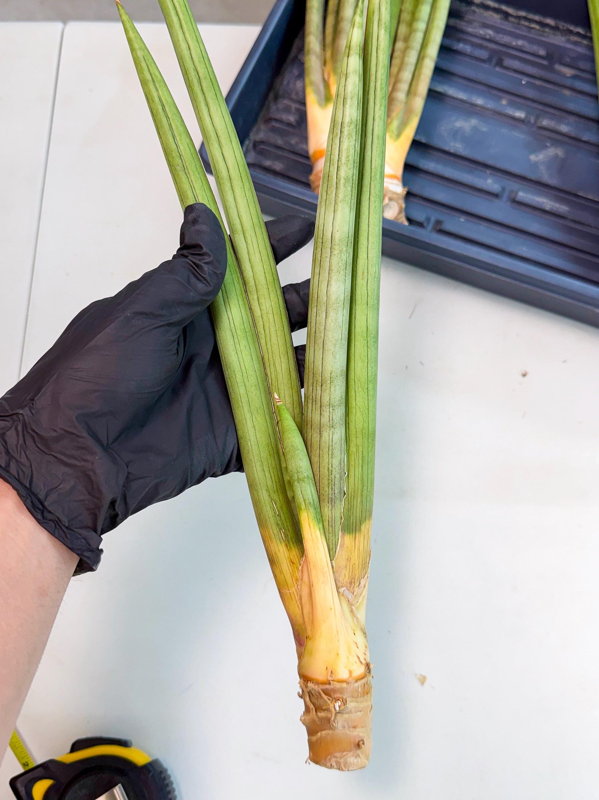 Sansevieria Grin Dabol (yg) (5) | Rare Hybrids