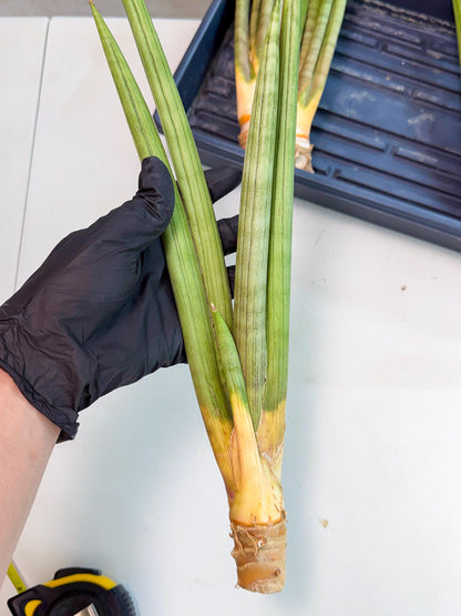 Sansevieria Grin Dabol (yg) (5) | Rare Hybrids