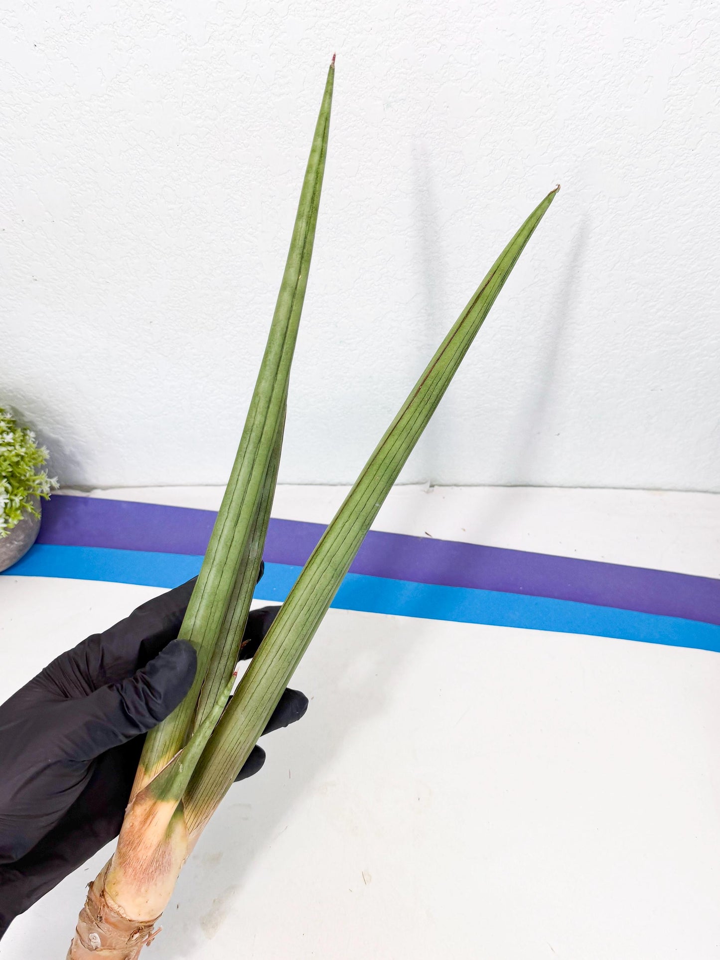 Sansevieria Grin Dabol (yg) (5) | Rare Hybrids