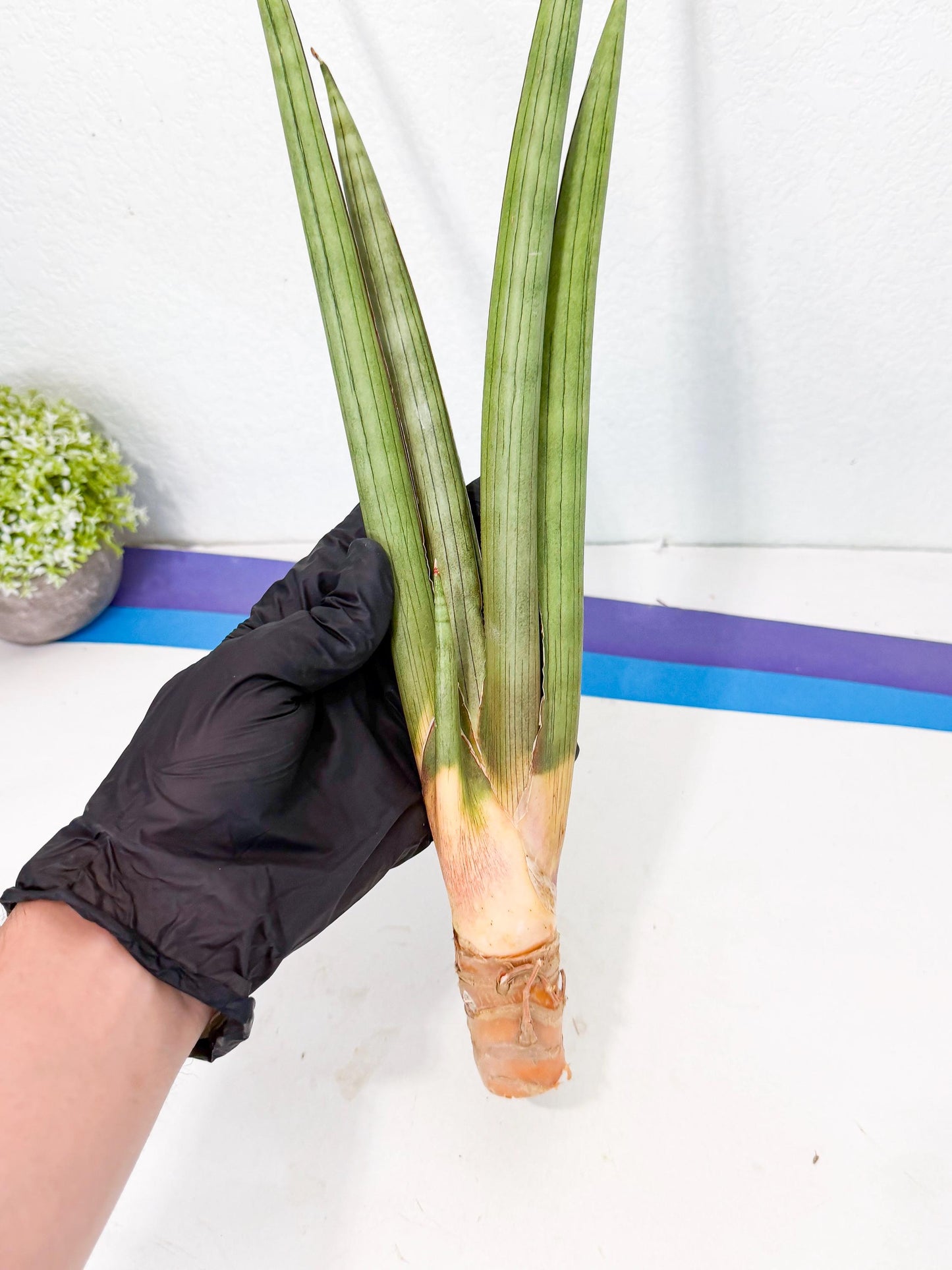 Sansevieria Grin Dabol (yg) (5) | Rare Hybrids