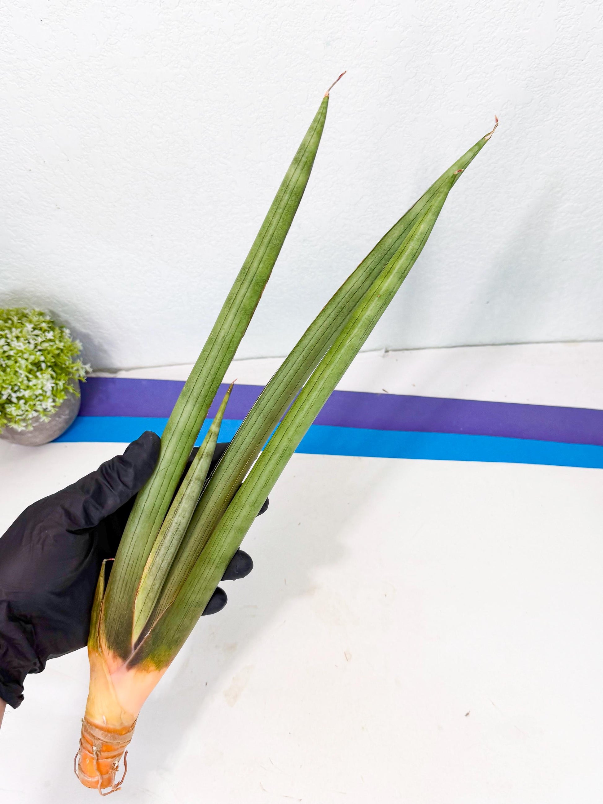 Sansevieria Grin Dabol (yg) (6) | Rare Hybrids
