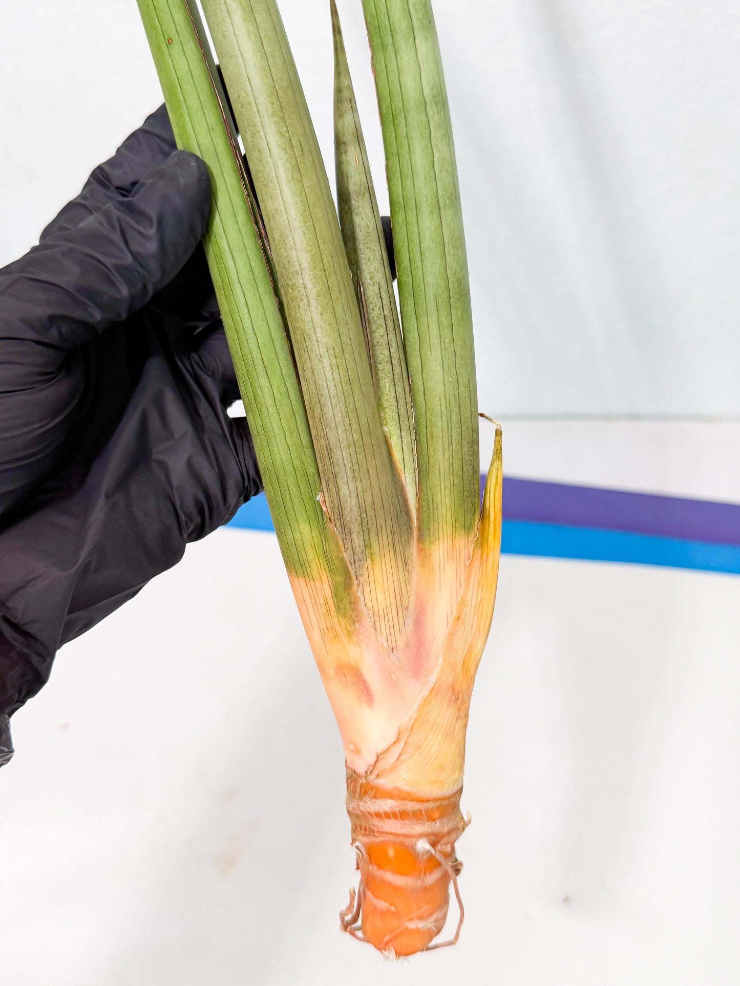 Sansevieria Grin Dabol (yg) (6) | Rare Hybrids
