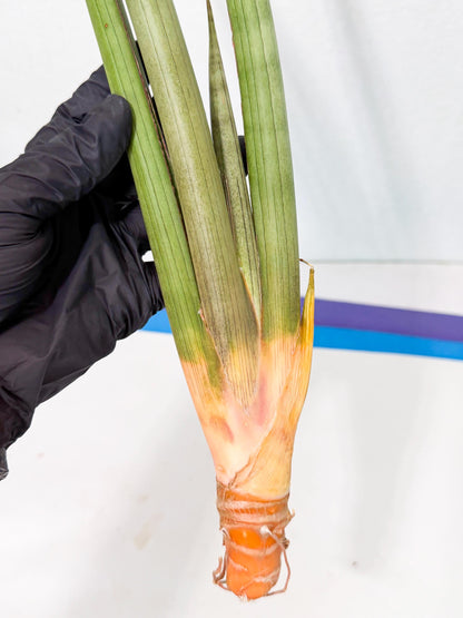 Sansevieria Grin Dabol (yg) (6) | Rare Hybrids