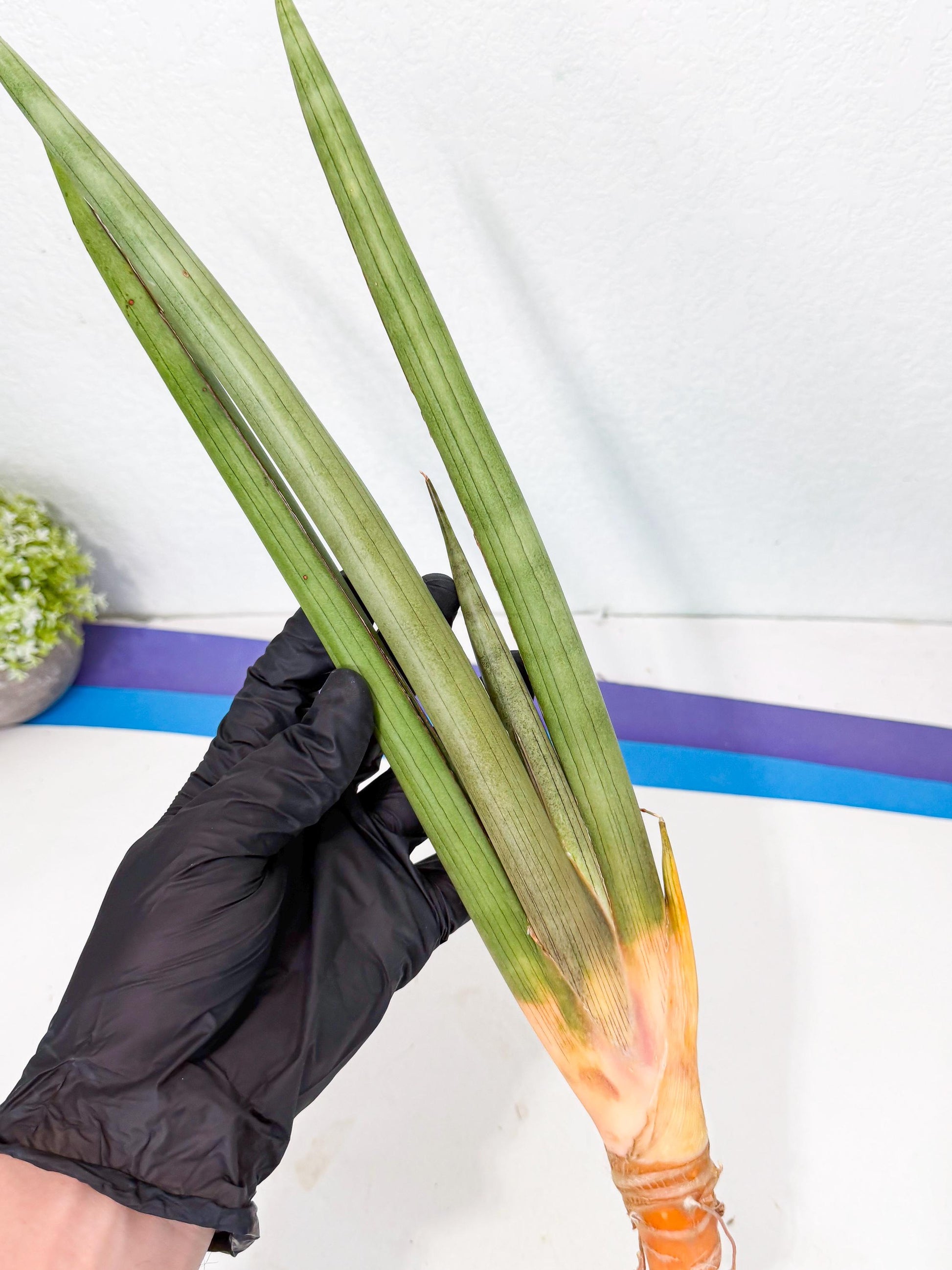 Sansevieria Grin Dabol (yg) (6) | Rare Hybrids