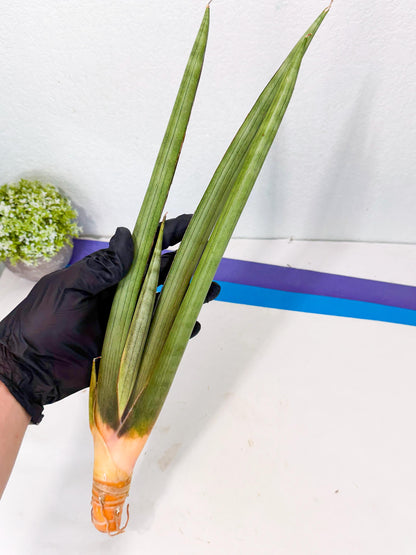 Sansevieria Grin Dabol (yg) (6) | Rare Hybrids
