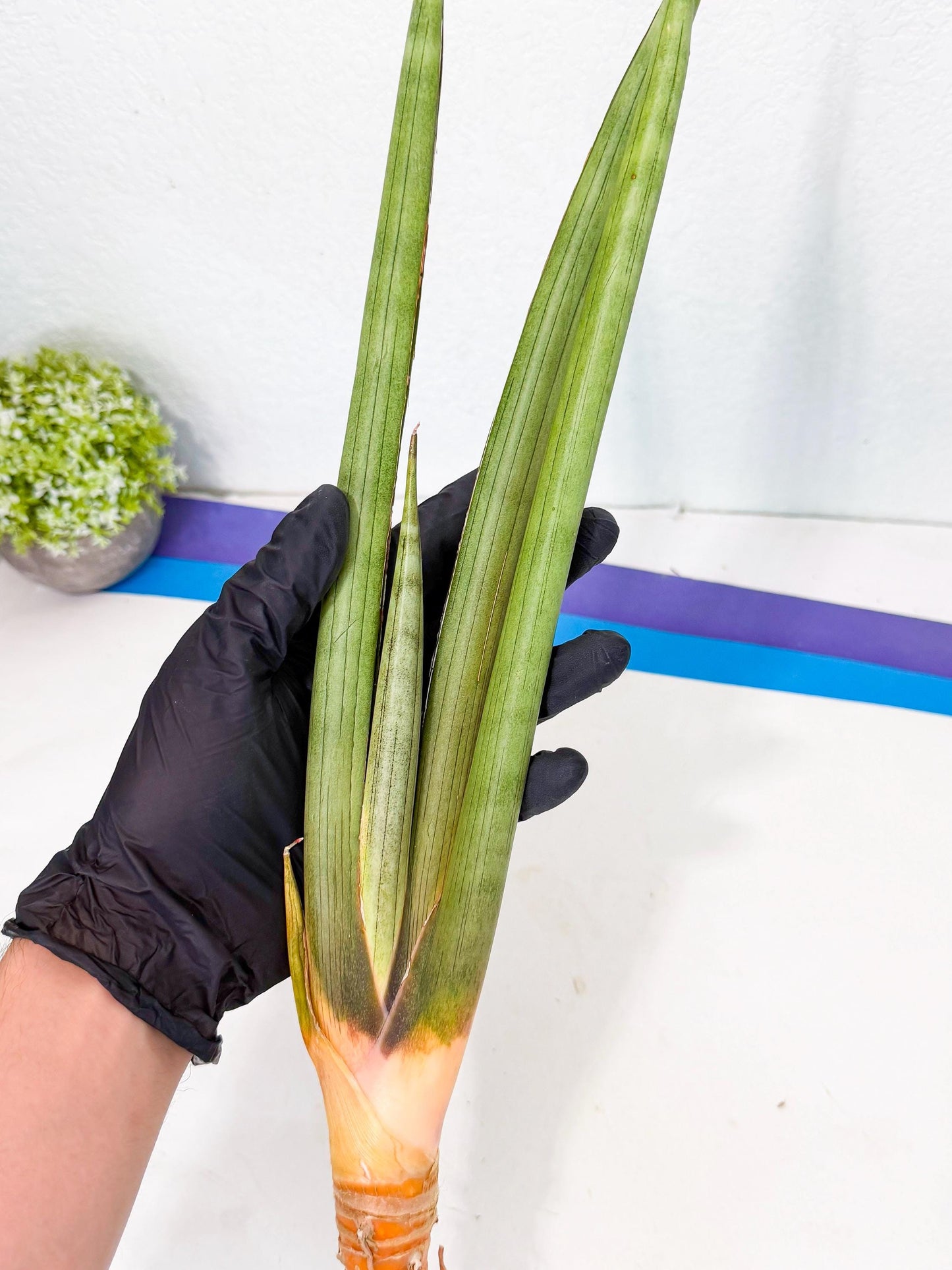 Sansevieria Grin Dabol (yg) (6) | Rare Hybrids