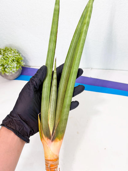 Sansevieria Grin Dabol (yg) (6) | Rare Hybrids