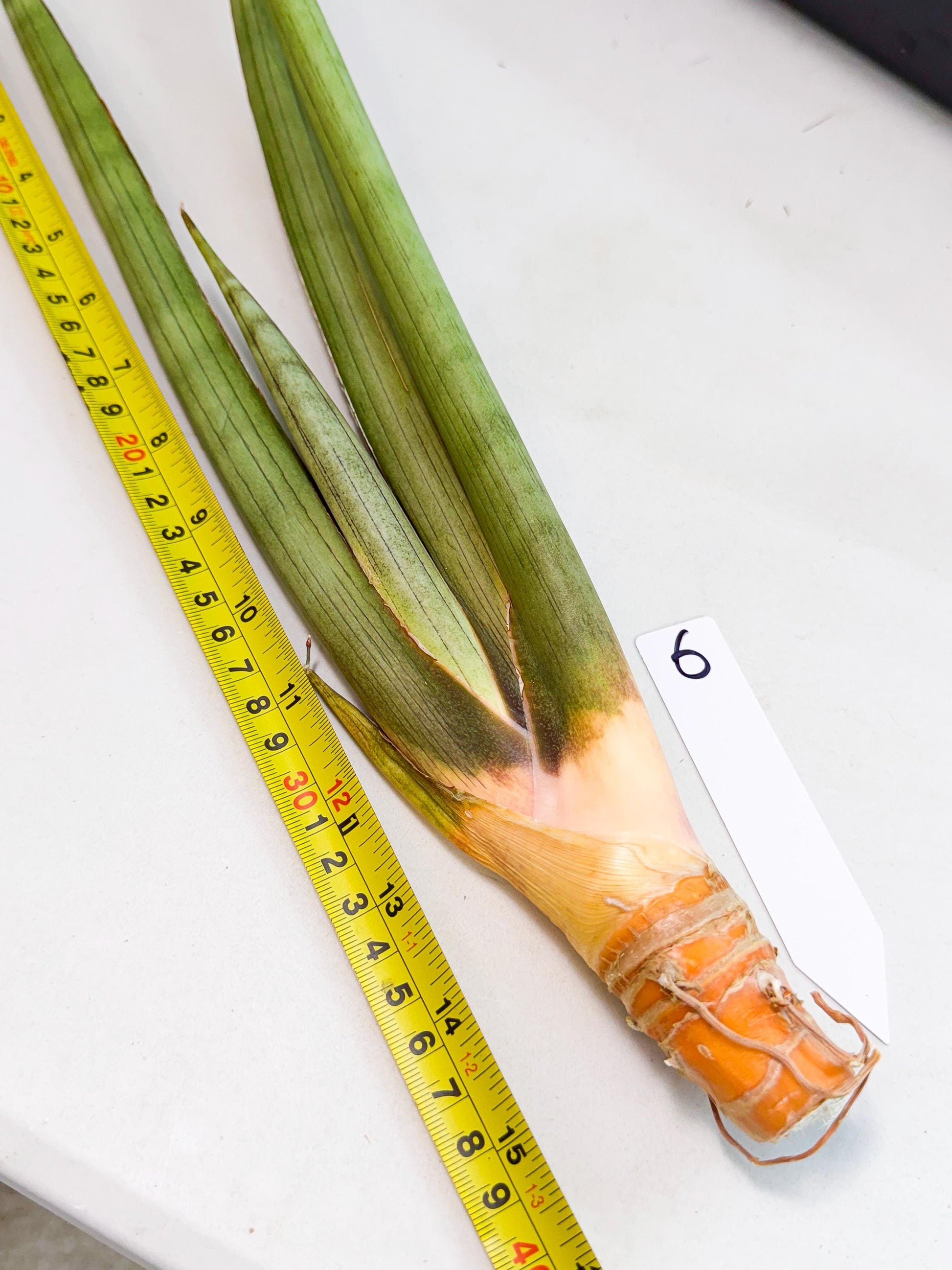 Sansevieria Grin Dabol (yg) (6) | Rare Hybrids