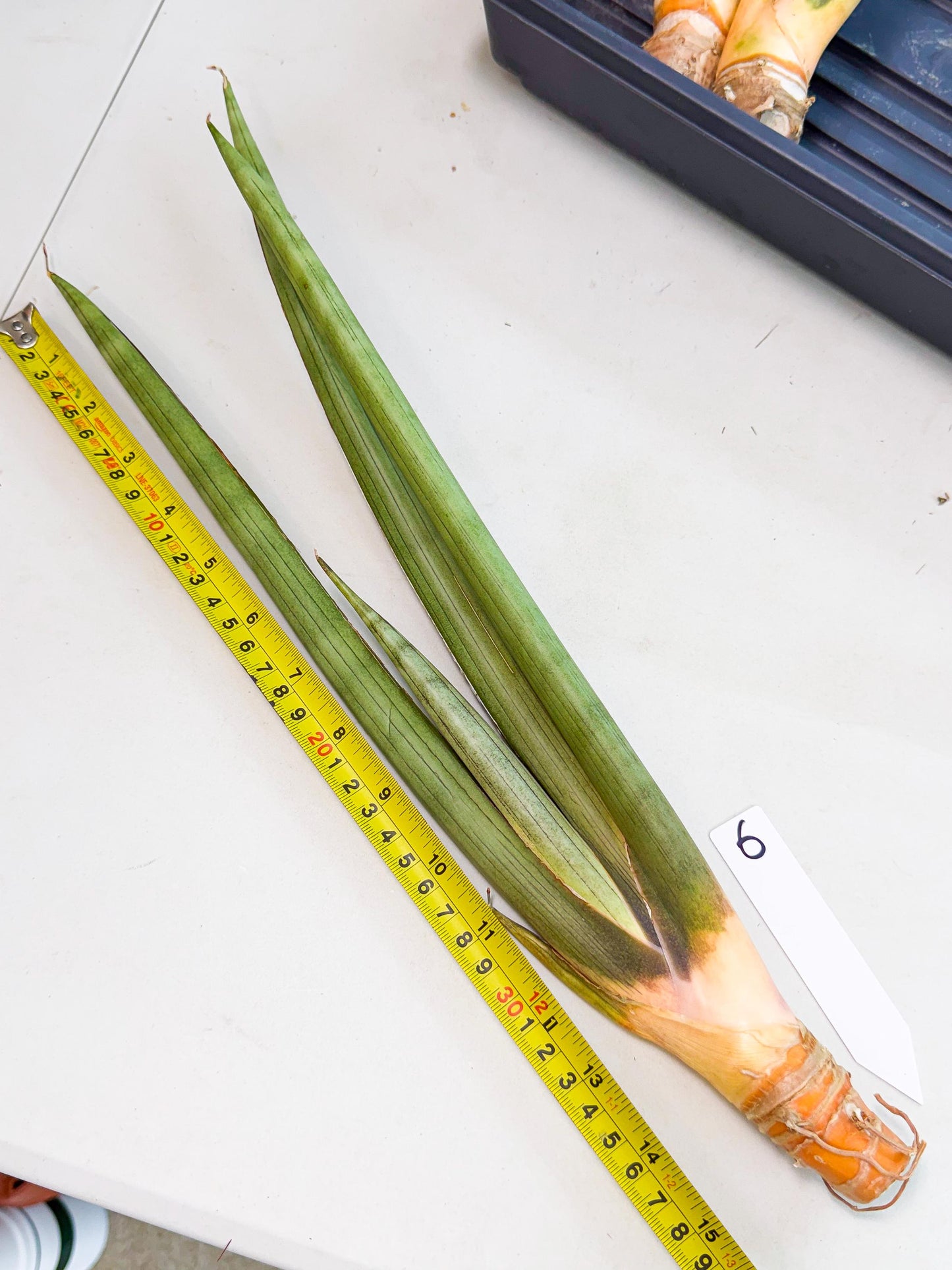 Sansevieria Grin Dabol (yg) (6) | Rare Hybrids