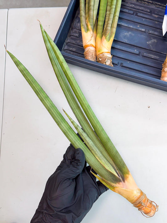 Sansevieria Grin Dabol (yg) (6) | Rare Hybrids