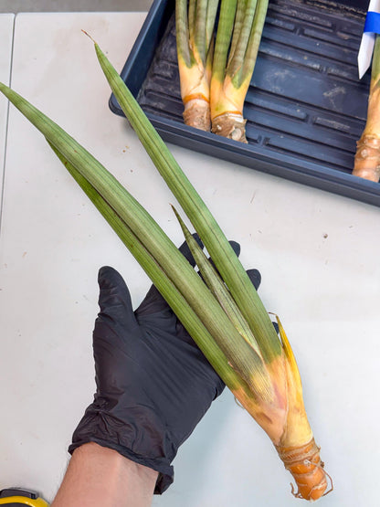 Sansevieria Grin Dabol (yg) (6) | Rare Hybrids