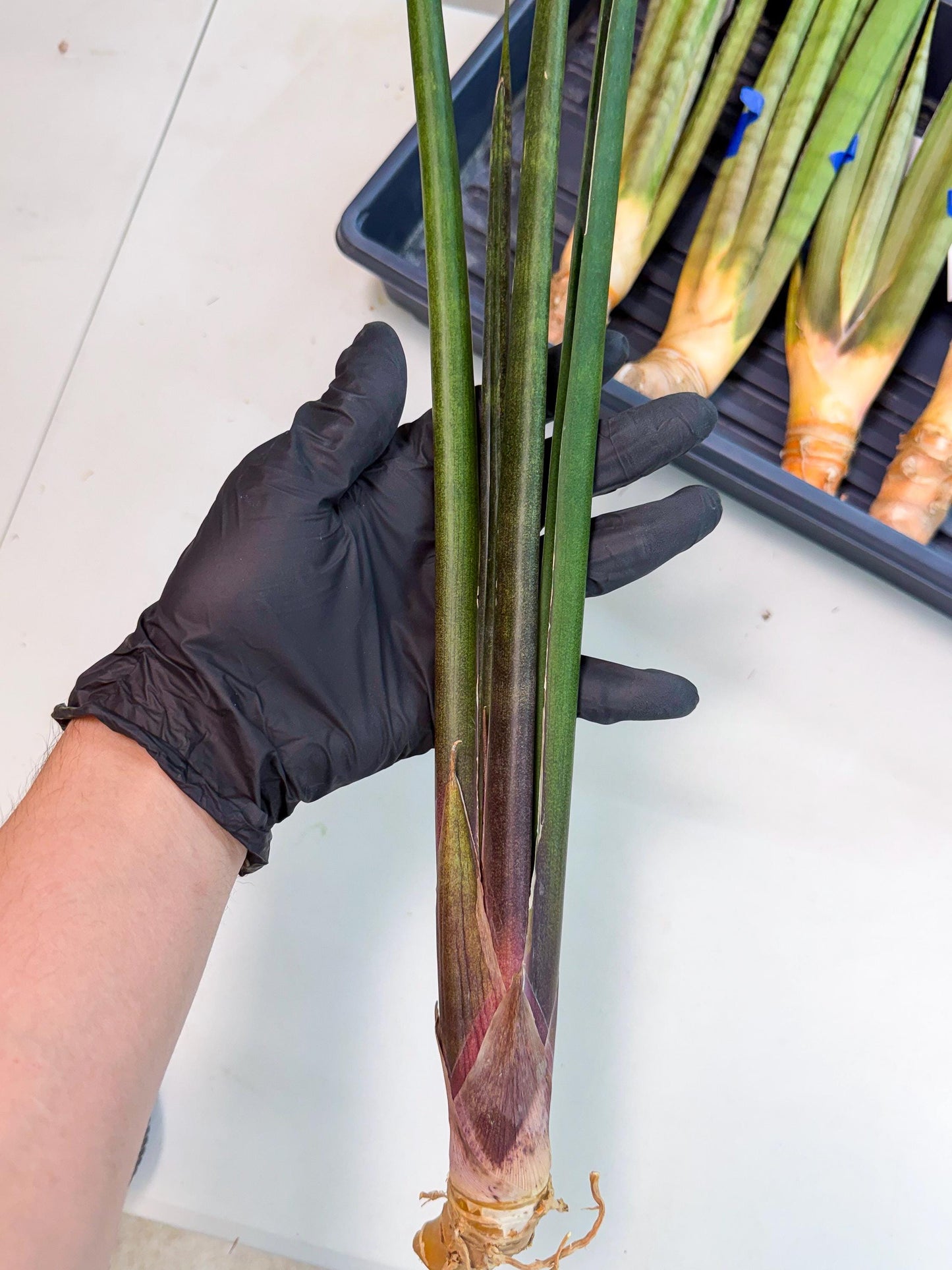 Sansevieria Kurai (yg) (9) | Rare Hybrids