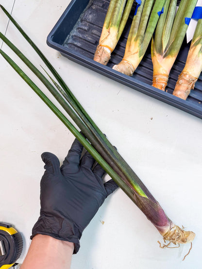 Sansevieria Kurai (yg) (9) | Rare Hybrids