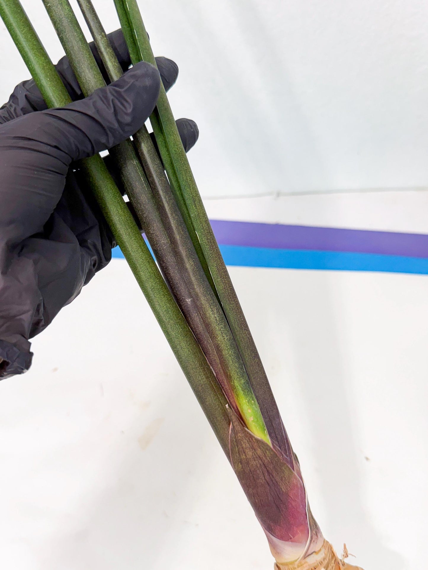 Sansevieria Kurai (yg) (9) | Rare Hybrids