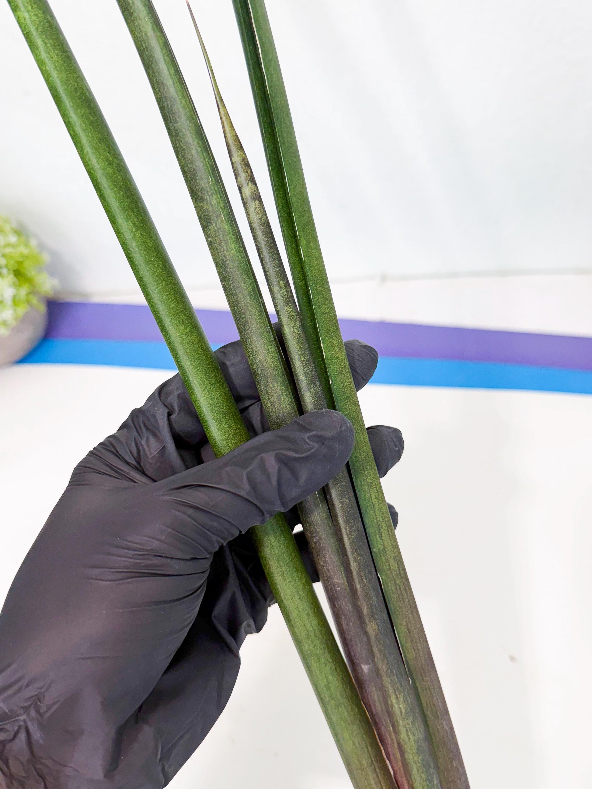 Sansevieria Kurai (yg) (9) | Rare Hybrids
