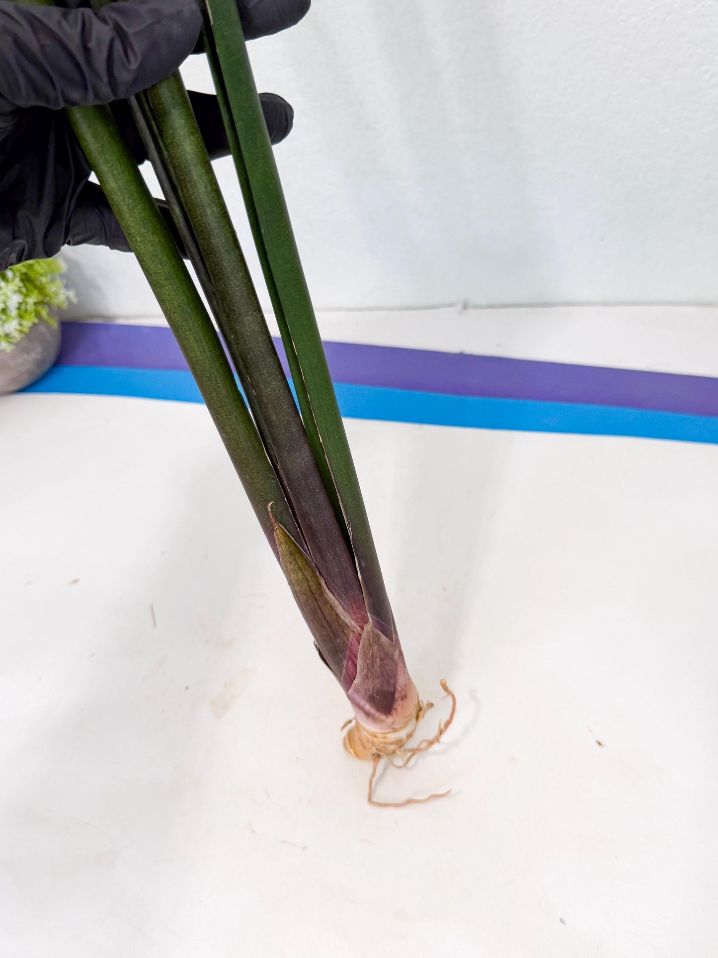 Sansevieria Kurai (yg) (9) | Rare Hybrids