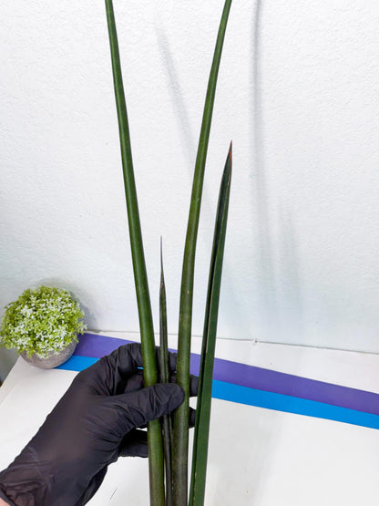 Sansevieria Kurai (yg) (9) | Rare Hybrids