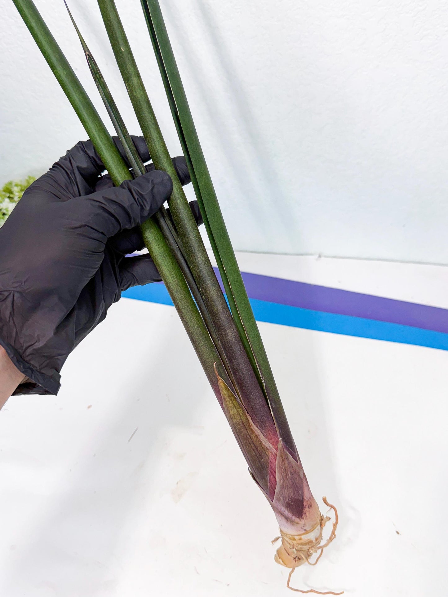 Sansevieria Kurai (yg) (9) | Rare Hybrids