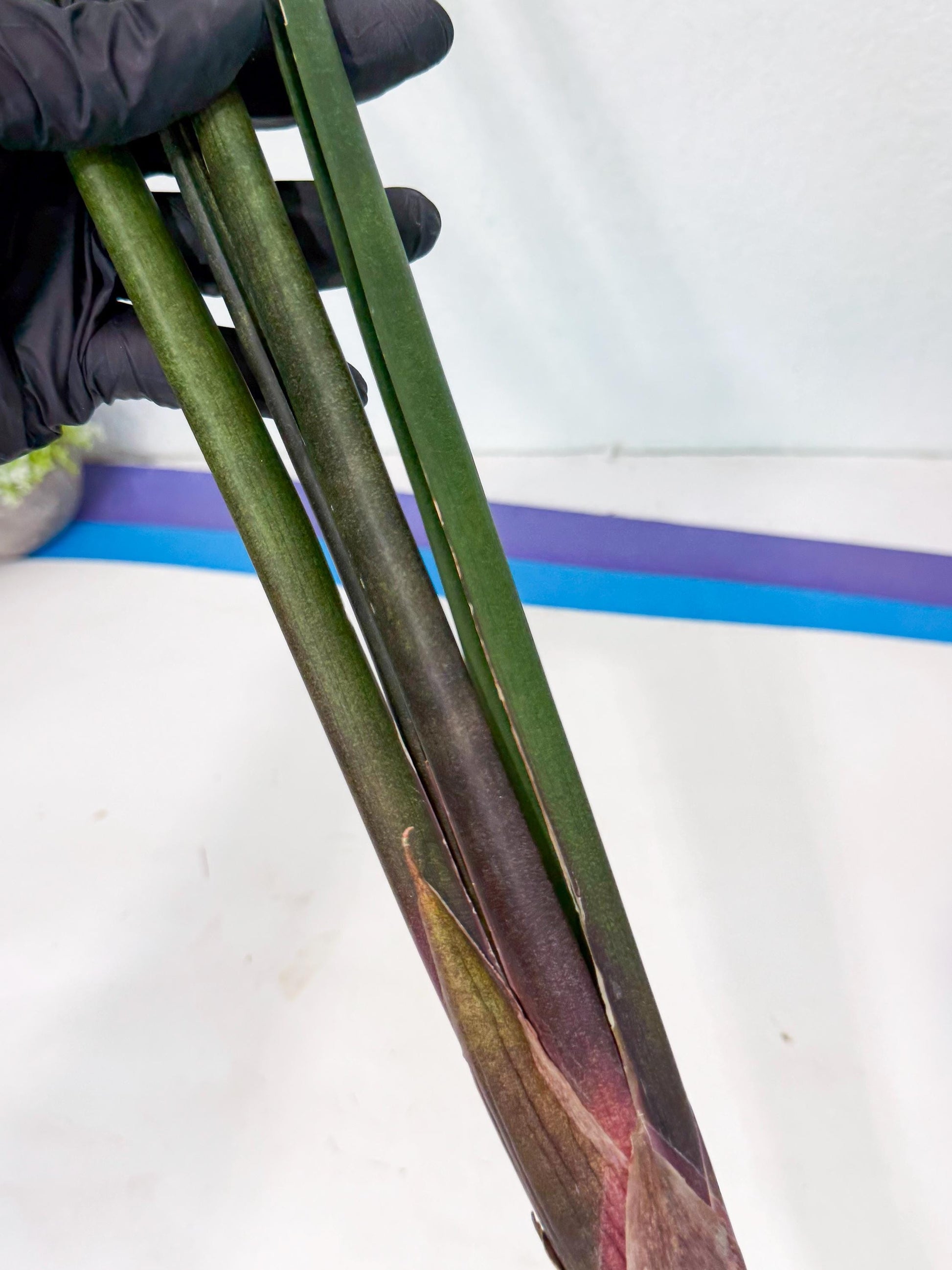 Sansevieria Kurai (yg) (9) | Rare Hybrids