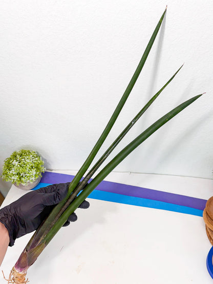 Sansevieria Kurai (yg) (10) | Rare Hybrids