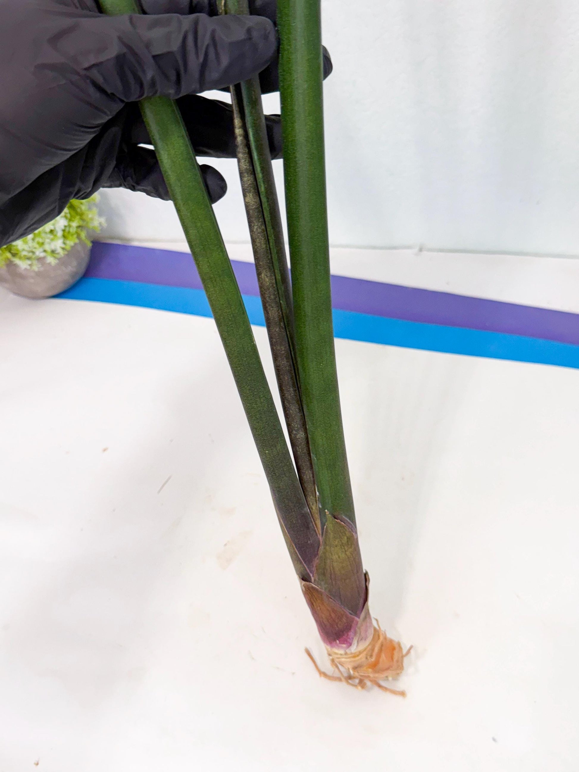 Sansevieria Kurai (yg) (10) | Rare Hybrids
