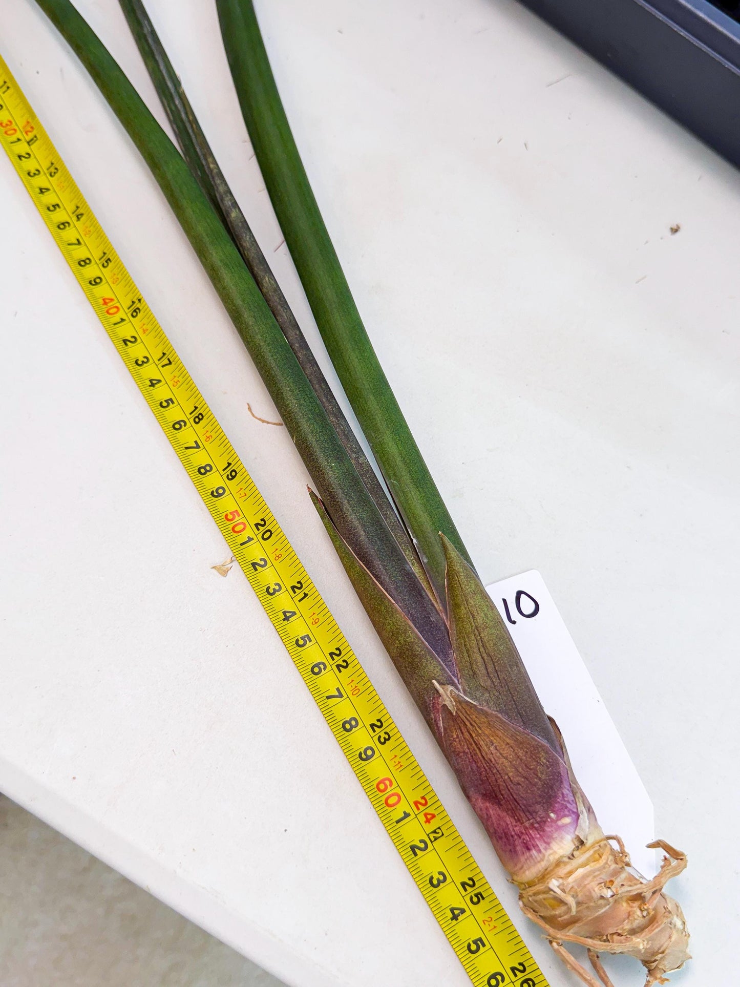 Sansevieria Kurai (yg) (10) | Rare Hybrids