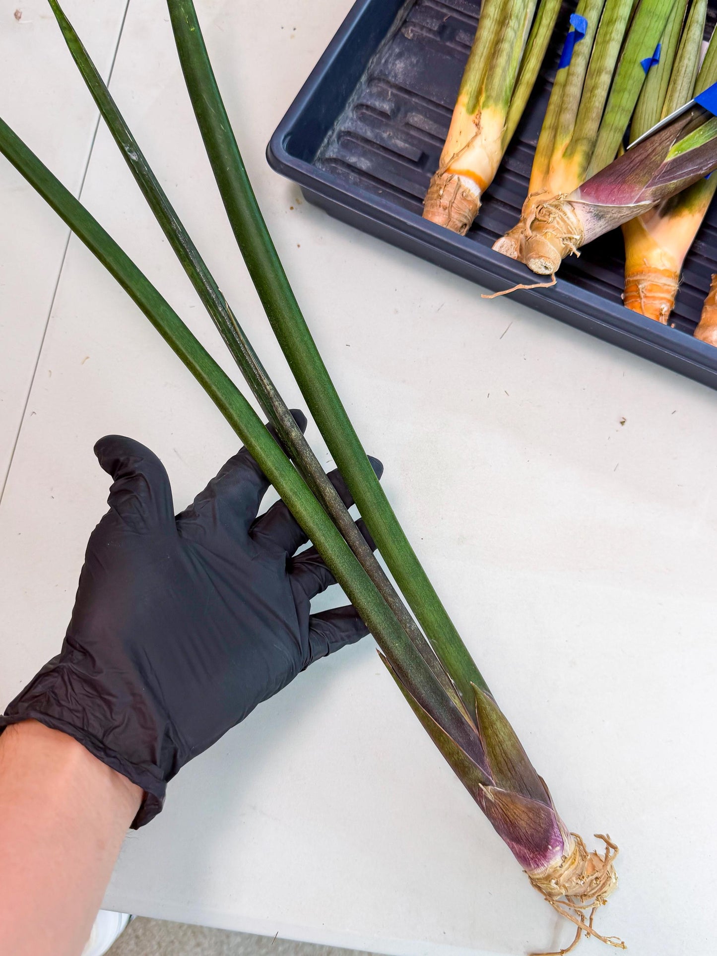 Sansevieria Kurai (yg) (10) | Rare Hybrids
