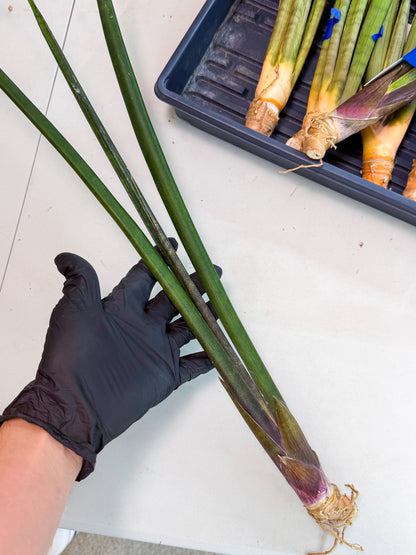 Sansevieria Kurai (yg) (10) | Rare Hybrids