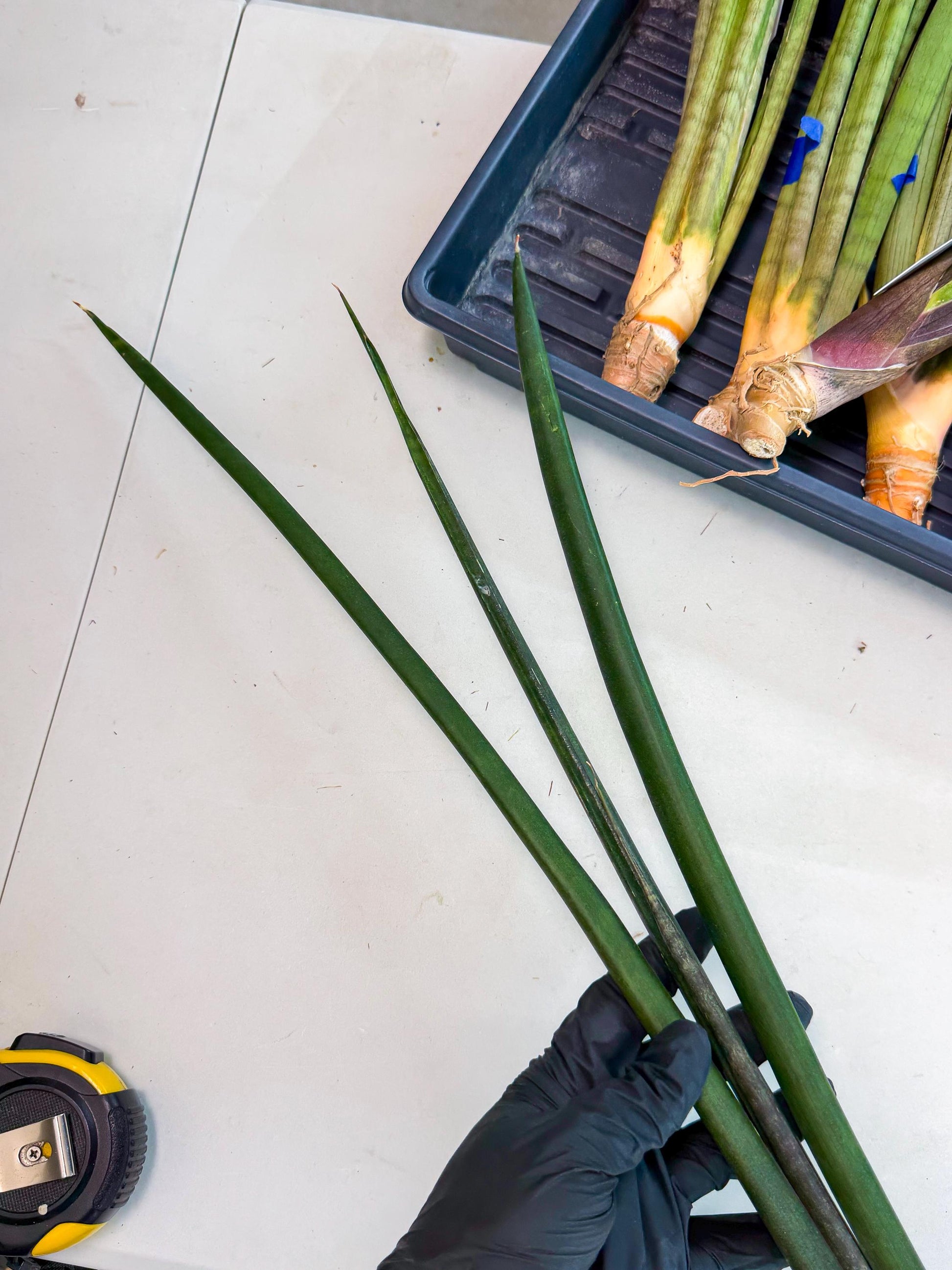 Sansevieria Kurai (yg) (10) | Rare Hybrids