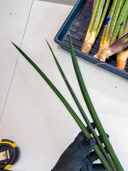 Sansevieria Kurai (yg) (10) | Rare Hybrids