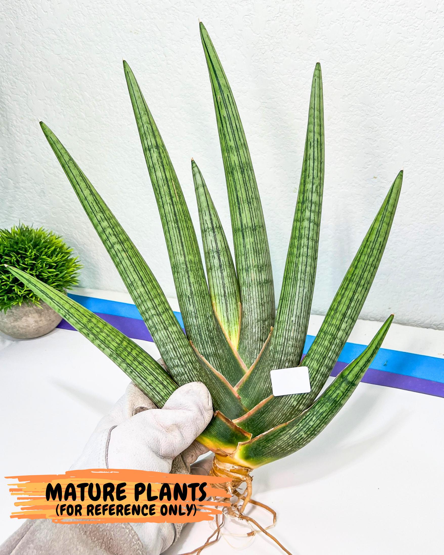 Sansevieria Silver PINK (yg) (11) | Imported Plant