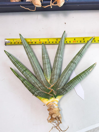 Sansevieria Silver PINK (yg) (11) | Imported Plant