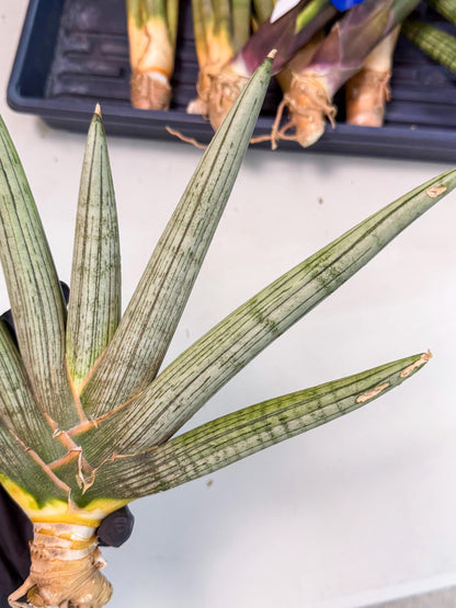 Sansevieria Silver PINK (yg) (11) | Imported Plant
