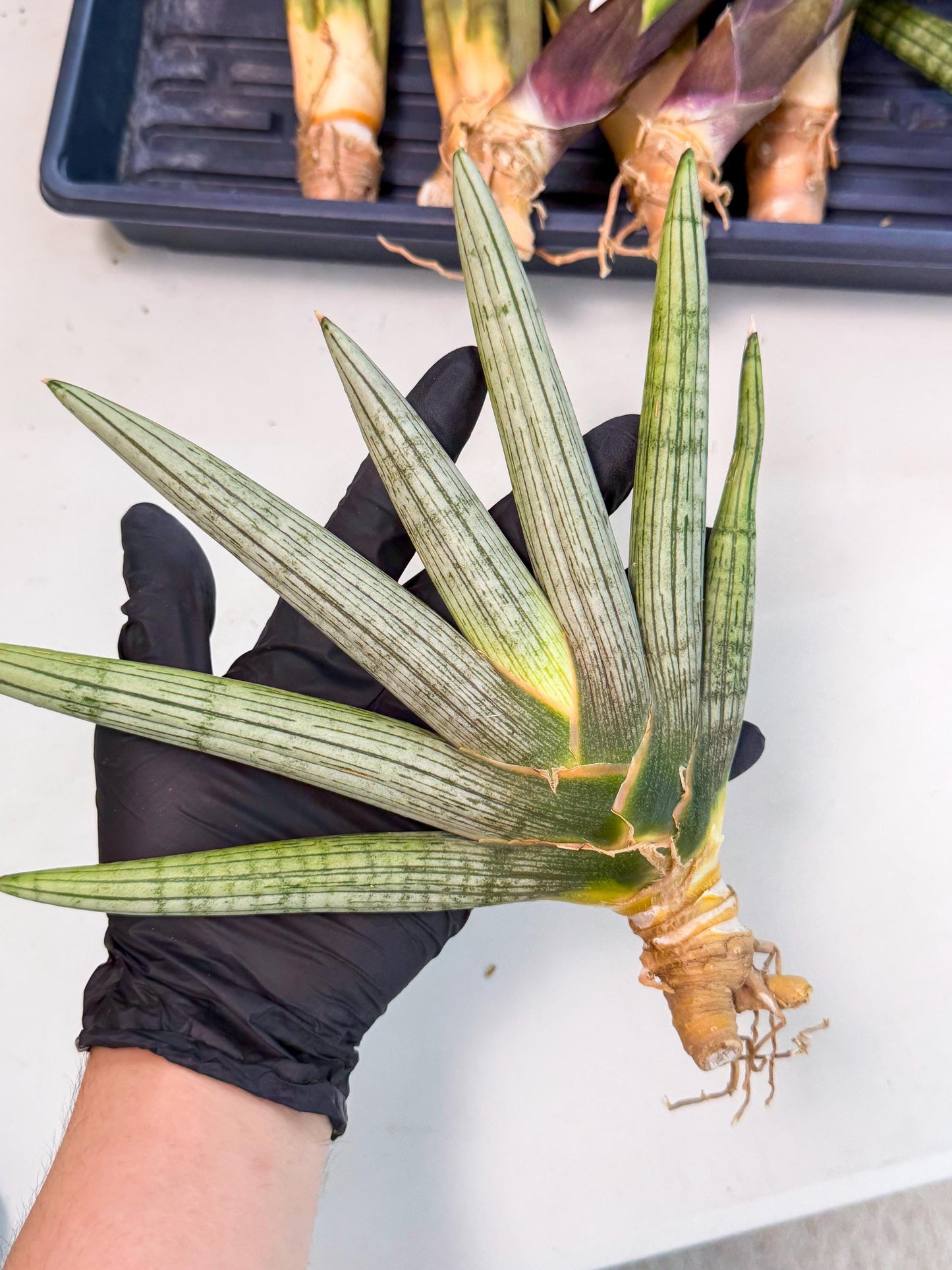 Sansevieria Silver PINK (yg) (11) | Imported Plant
