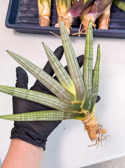 Sansevieria Silver PINK (yg) (11) | Imported Plant
