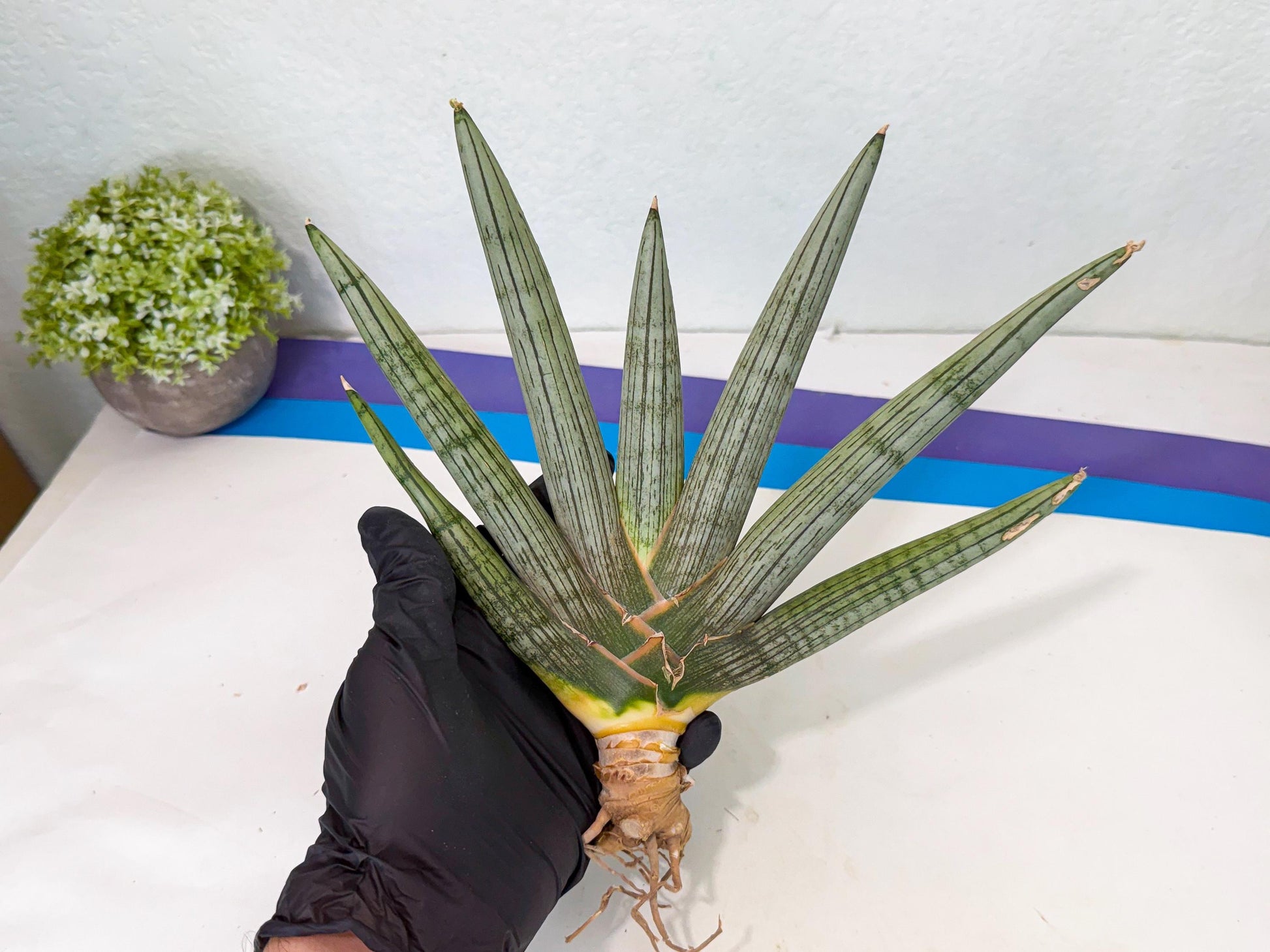 Sansevieria Silver PINK (yg) (11) | Imported Plant