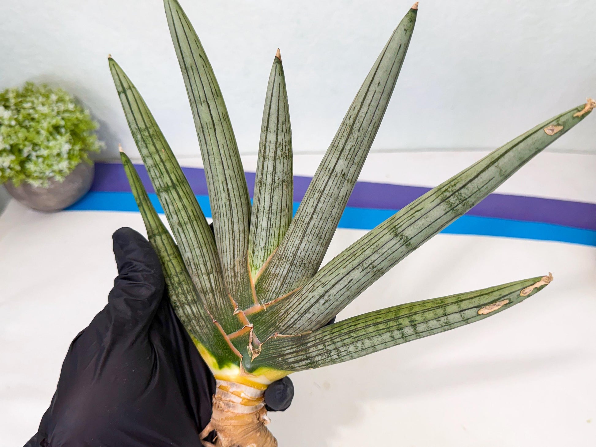 Sansevieria Silver PINK (yg) (11) | Imported Plant