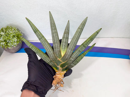 Sansevieria Silver PINK (yg) (11) | Imported Plant