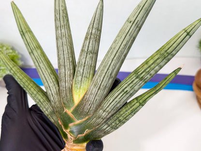 Sansevieria Silver PINK (yg) (11) | Imported Plant