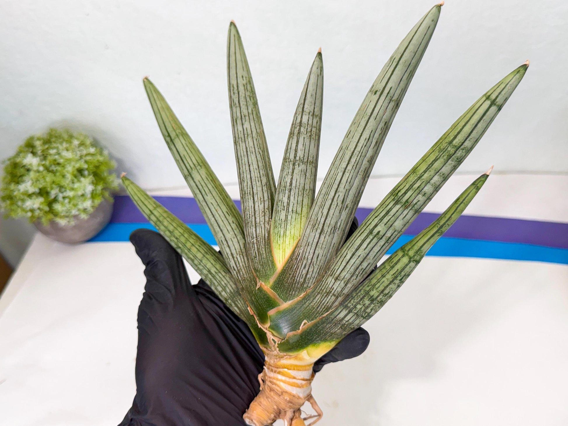 Sansevieria Silver PINK (yg) (11) | Imported Plant