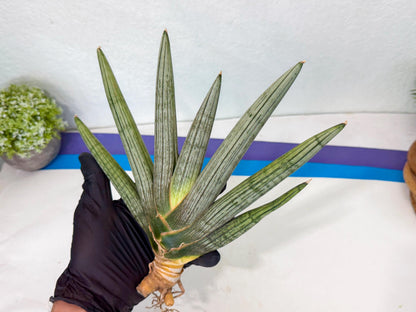 Sansevieria Silver PINK (yg) (11) | Imported Plant