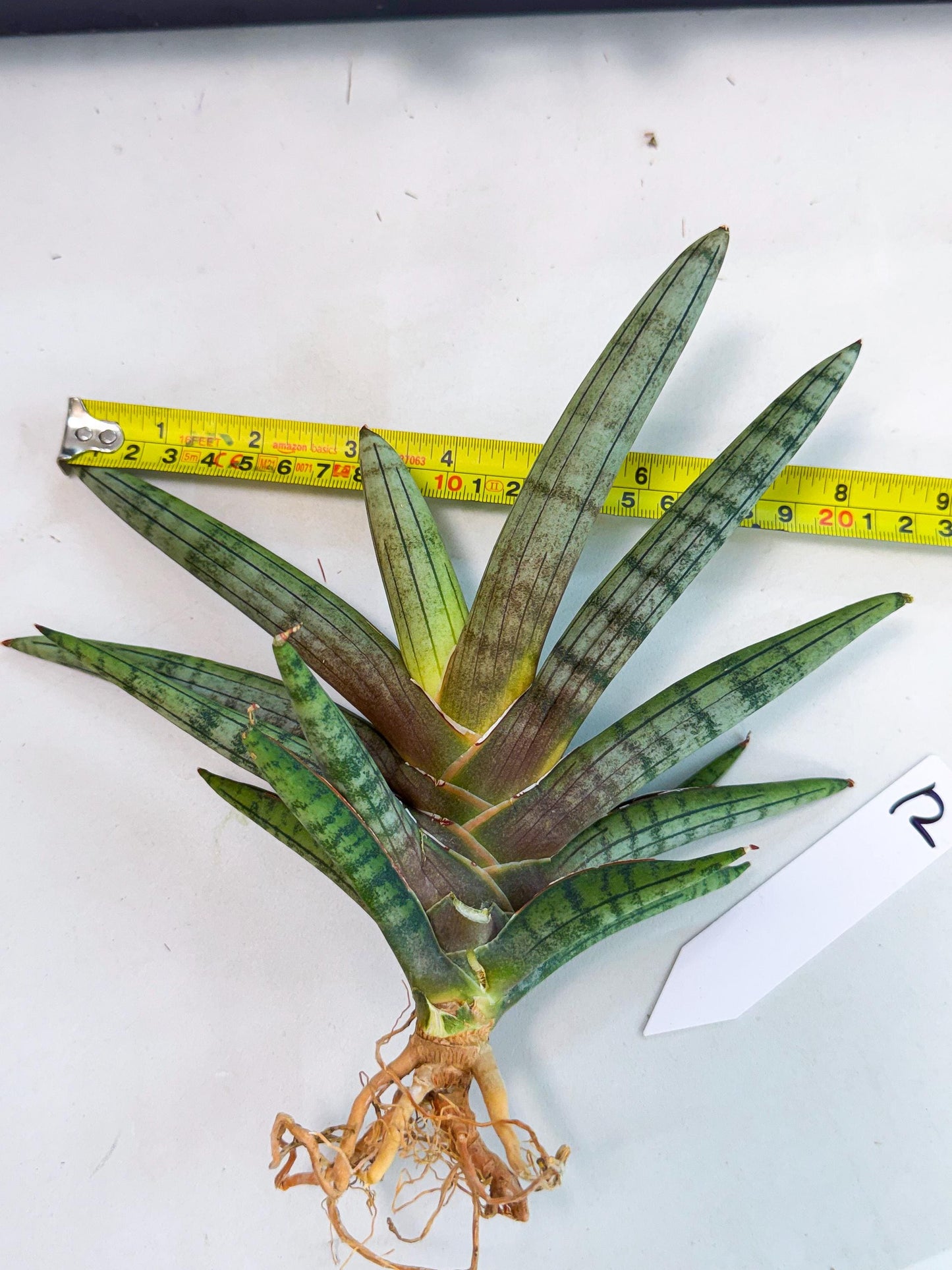 Sansevieria Galsaeg Nalgae (yg) (12) | Rare Hybrids