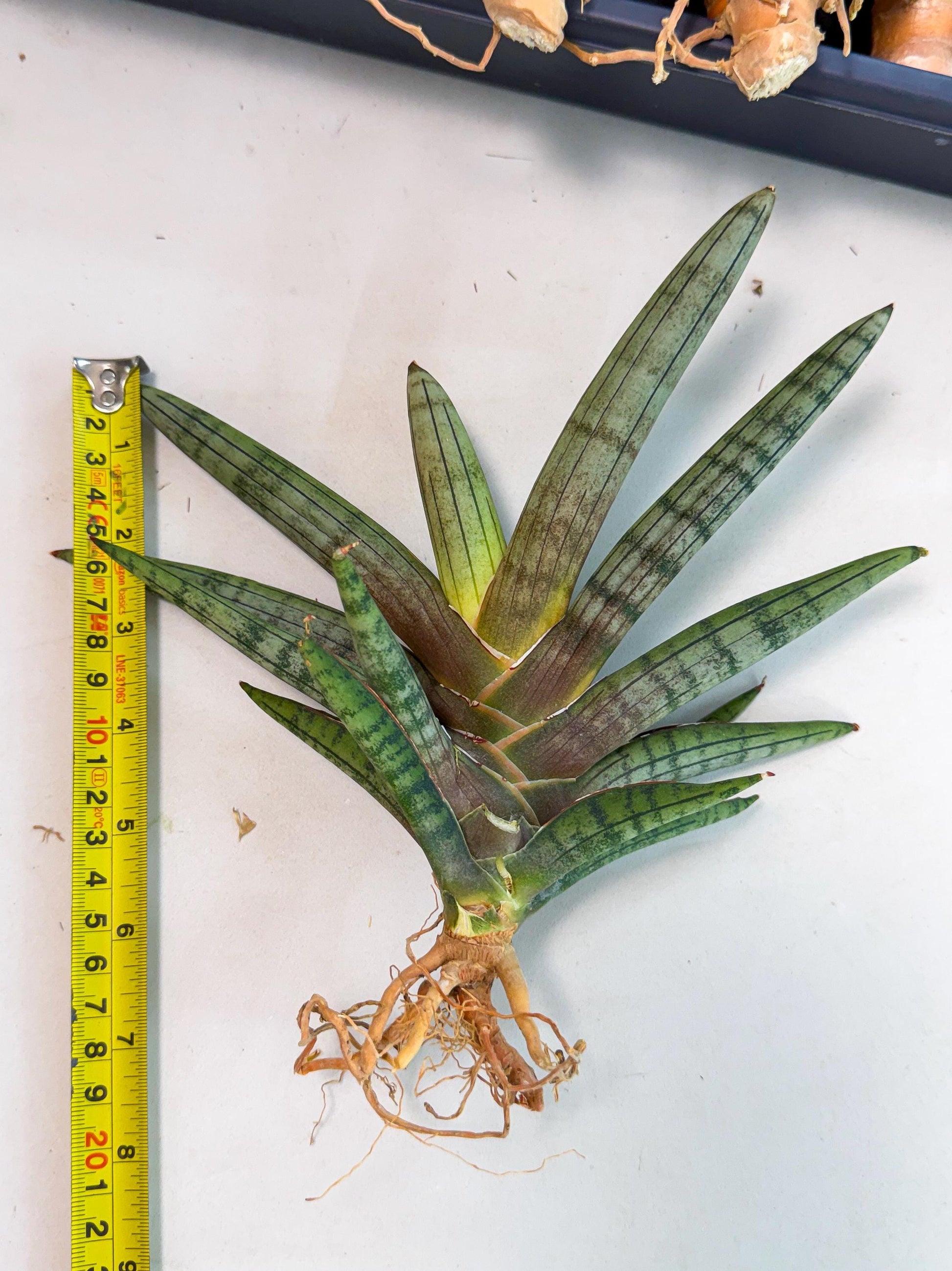 Sansevieria Galsaeg Nalgae (yg) (12) | Rare Hybrids