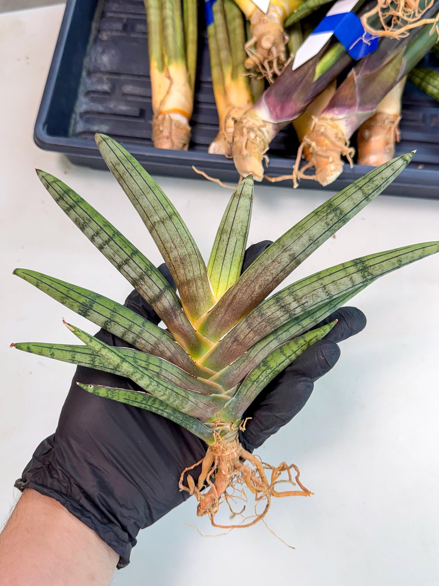 Sansevieria Galsaeg Nalgae (yg) (12) | Rare Hybrids