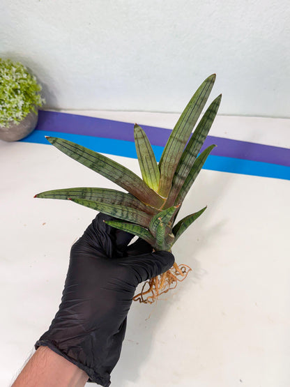 Sansevieria Galsaeg Nalgae (yg) (12) | Rare Hybrids